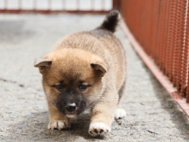 IMG_2590-shiba-puppy