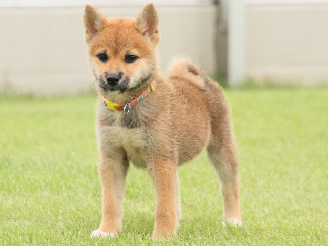 IMG_2623-shiba-puppy