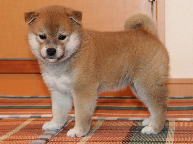 IMG_2692-shiba-puppy