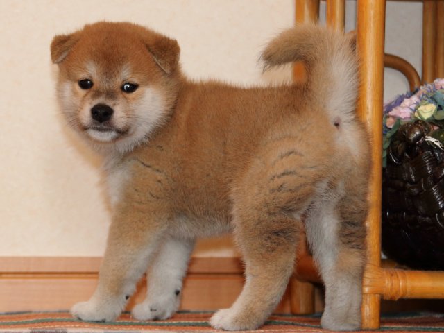 IMG_2721-shiba-puppy