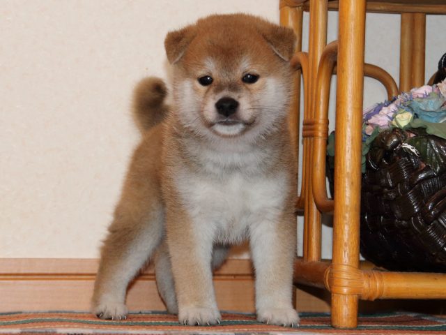 IMG_2722-shiba-puppy