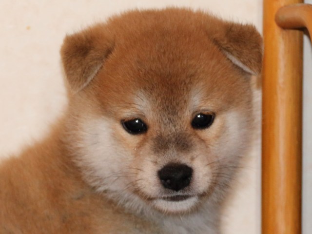 IMG_2727-shiba-puppy