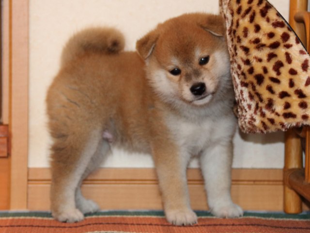 IMG_2731-shiba-puppy