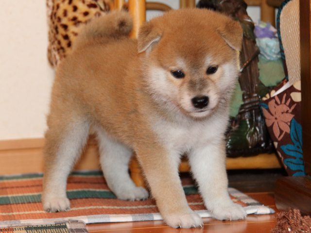 IMG_2742-shiba-puppy