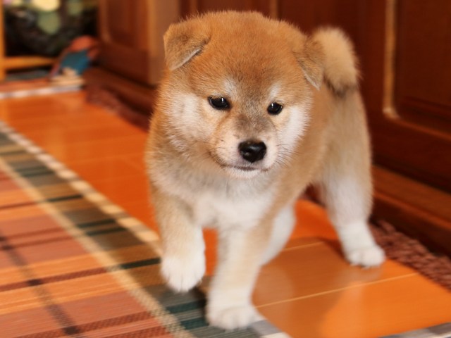 IMG_2750-shiba-puppy