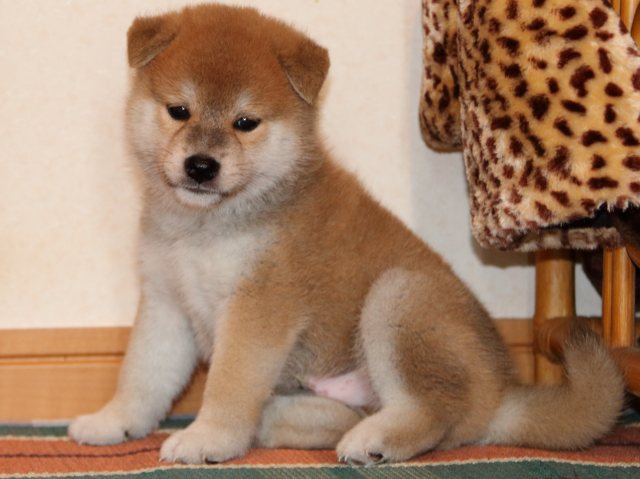 IMG_2764-shiba-puppy