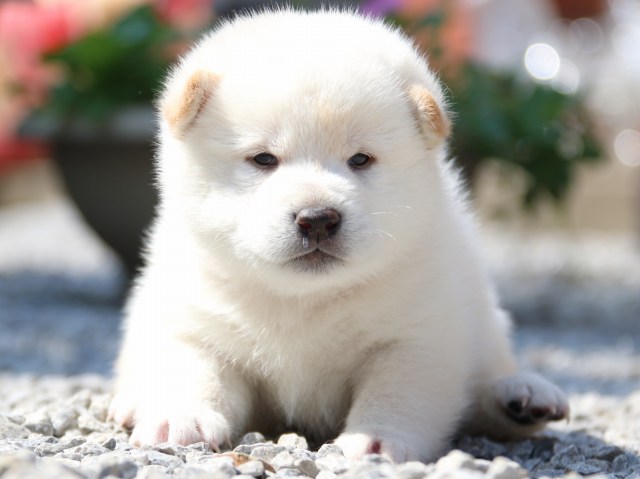 IMG_2891-shiba-puppy