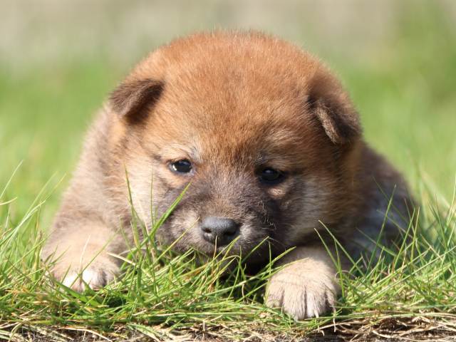 IMG_2982-shiba-puppy