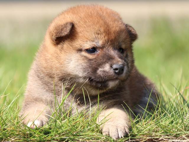 IMG_2988-shiba-puppy