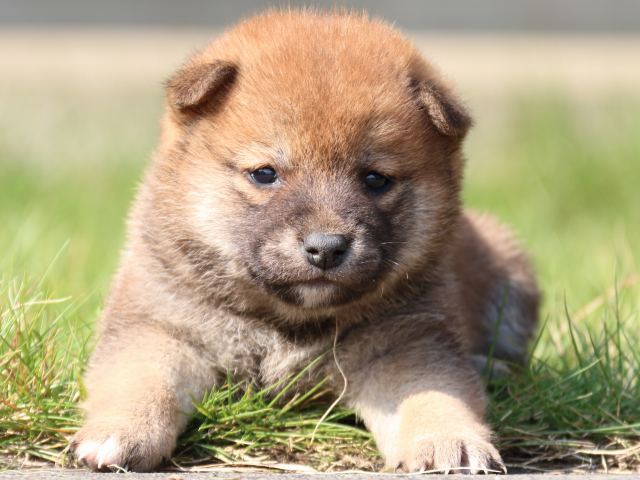 IMG_3000-shiba-puppy