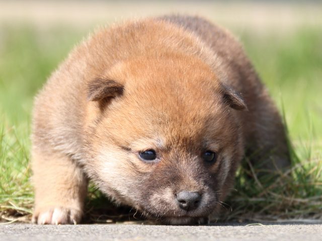 IMG_3013-shiba-puppy