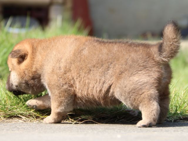 IMG_3021-shiba-puppy