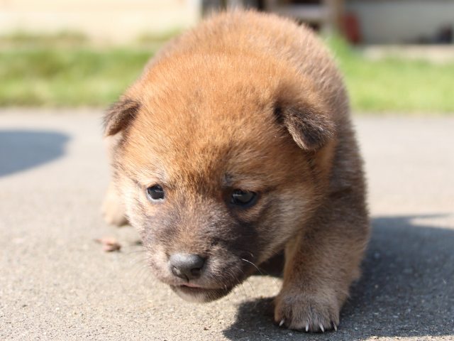 IMG_3024-shiba-puppy