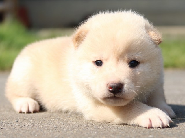 IMG_3058-shiba-puppy