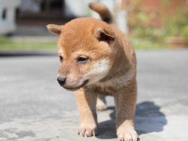 IMG_3071-shiba-puppy