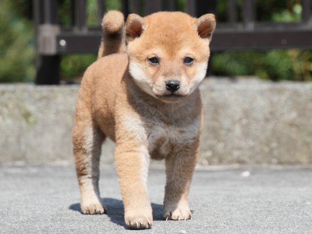 IMG_3087-shiba-puppy