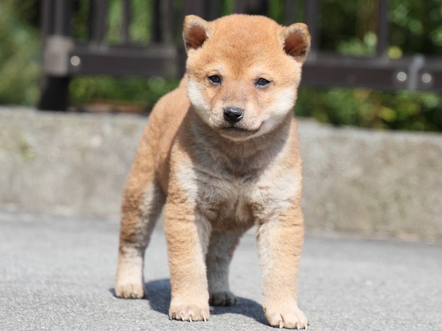 IMG_3089-shiba-puppy