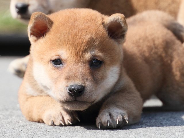 IMG_3099-shiba-puppy