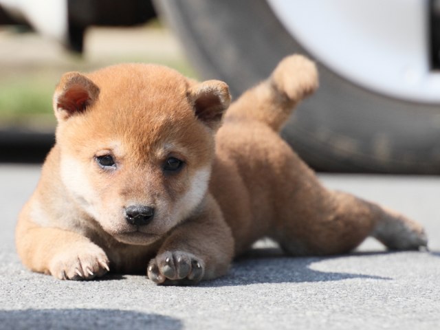 IMG_3107-shiba-puppy