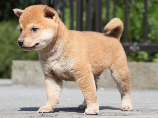 IMG_3136-shiba-puppy