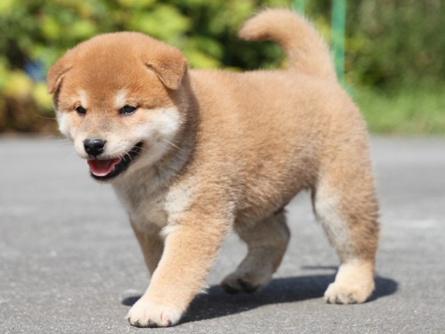 IMG_3151-shiba-puppy