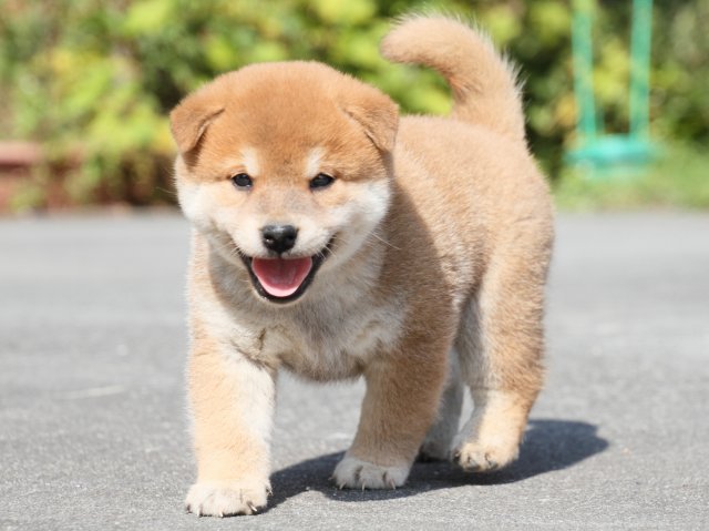 IMG_3152-shiba-puppy