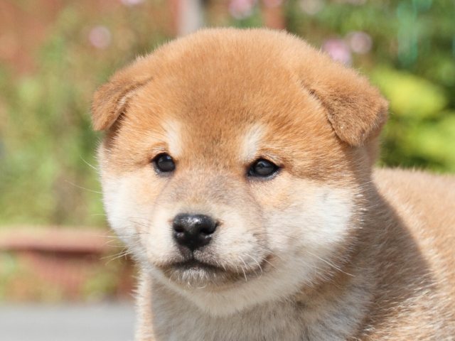 IMG_3158-shiba-puppy