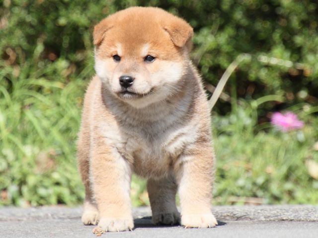 IMG_3170-shiba-puppy