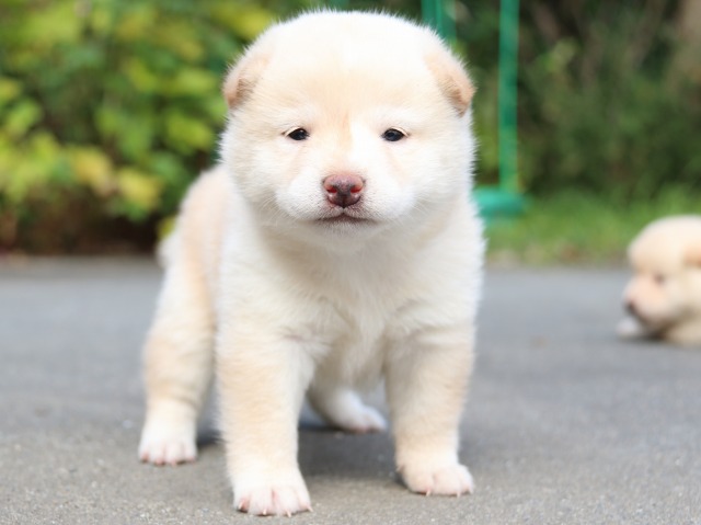 IMG_3182-shiba-puppy