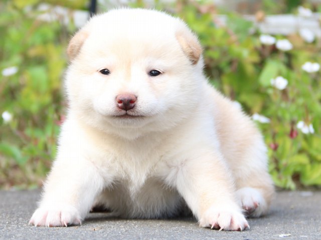 IMG_3194-shiba-puppy