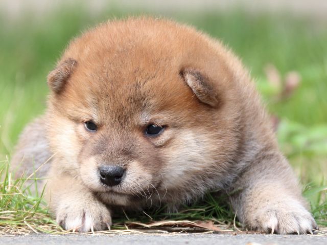 IMG_3208-shiba-puppy