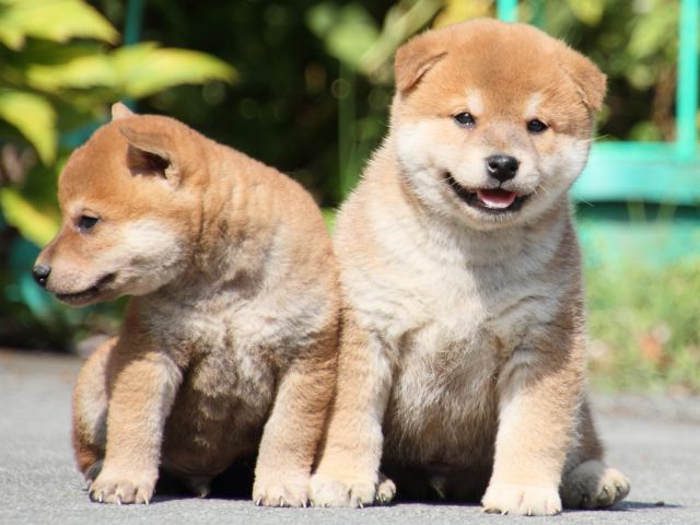 IMG_3209-shiba-puppy