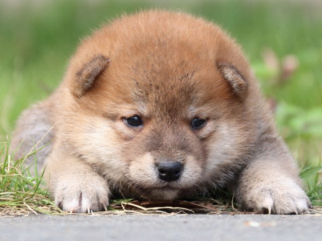 IMG_3214-shiba-puppy