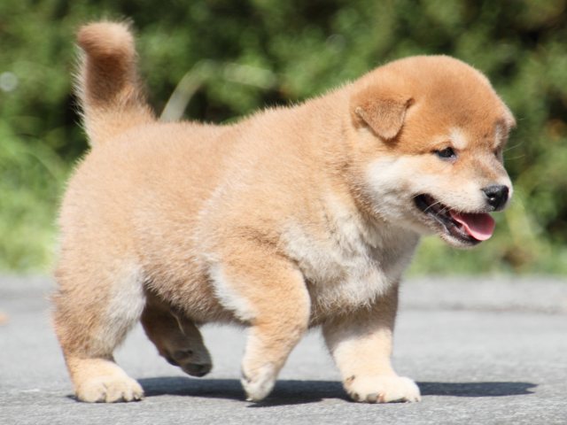 IMG_3216-shiba-puppy