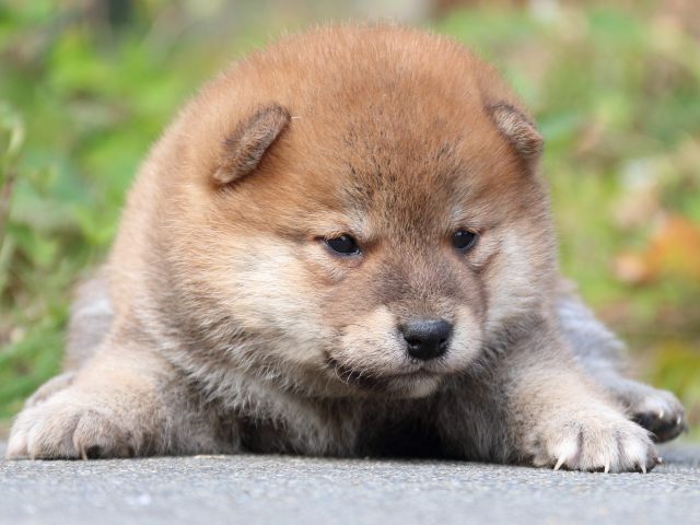 IMG_3225-shiba-puppy