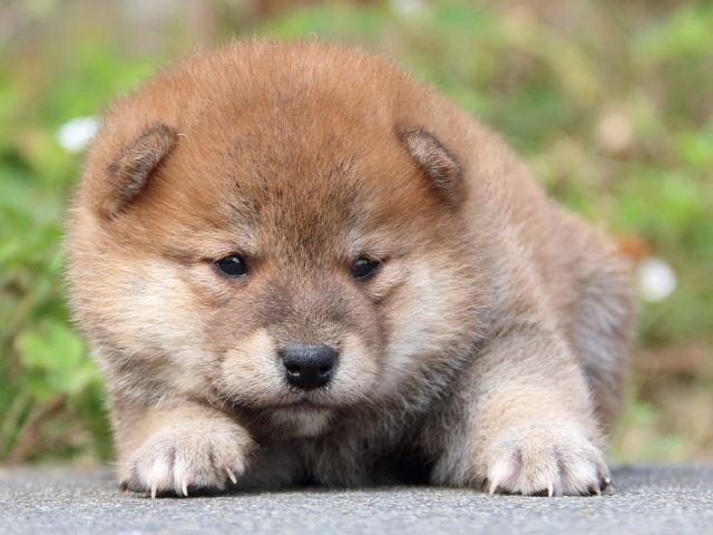 IMG_3230-shiba-puppy