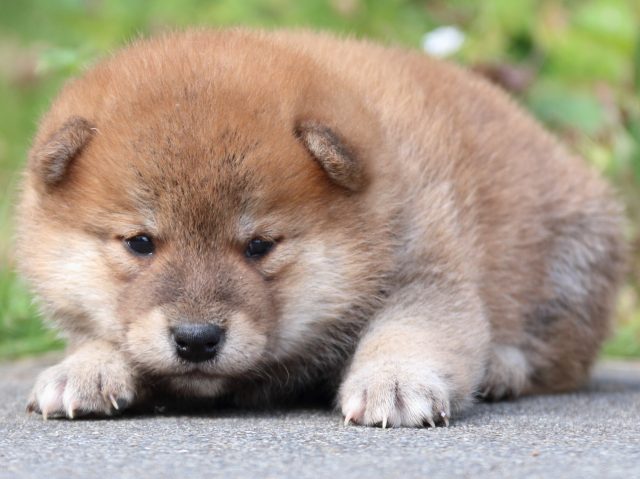 IMG_3244-shiba-puppy