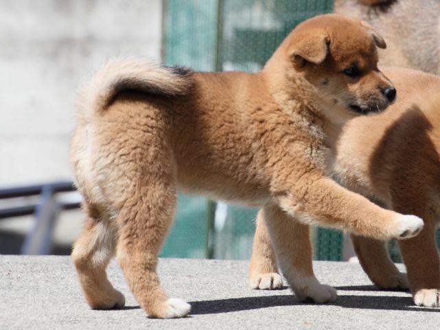 IMG_3246-shiba-puppy