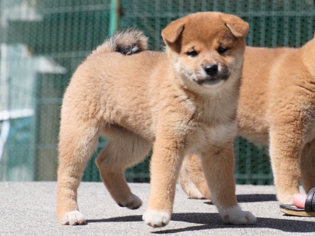 IMG_3255-shiba-puppy