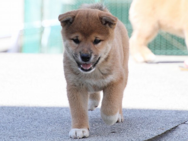 IMG_3262-shiba-puppy