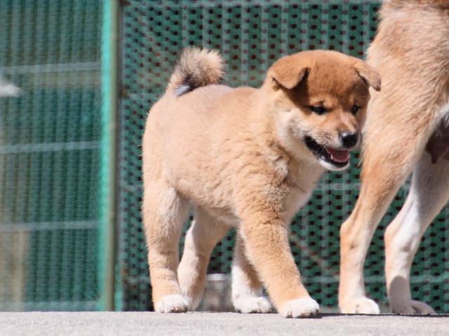 IMG_3285-shiba-puppy