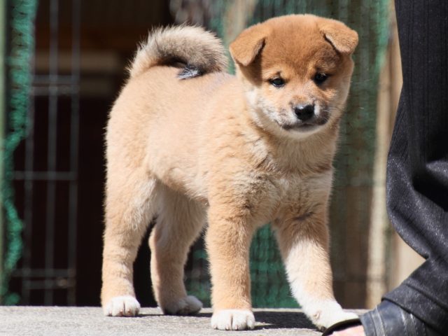 IMG_3292-shiba-puppy