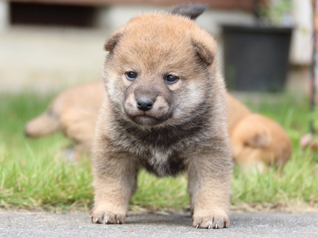 IMG_3304-shiba-puppy