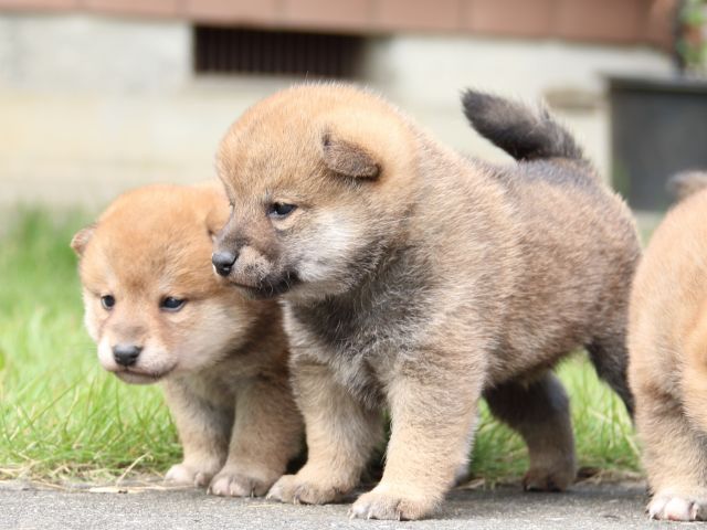 IMG_3323-shiba-puppy