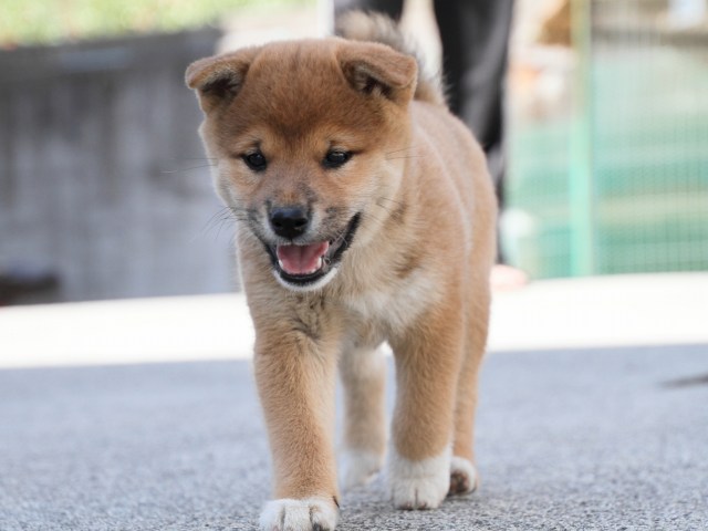 IMG_3330-shiba-puppy