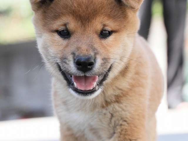 IMG_3333-shiba-puppy