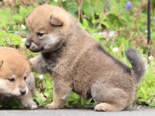 IMG_3337-shiba-puppy