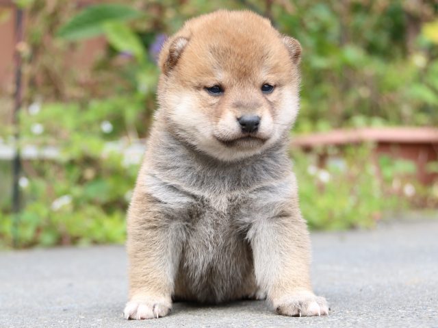 IMG_3358-shiba-puppy