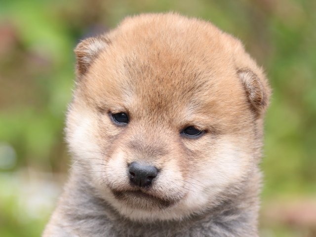 IMG_3362-shiba-puppy