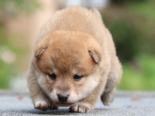 IMG_3377-shiba-puppy